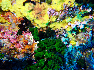 Wall Mural - abstract colorful coral reef background