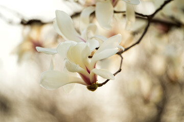 Magnolia flower open in spring