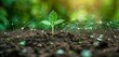 © DWN Media - Se objection of young plant sprout growing on soil with digital icon, green background and copy space for text.