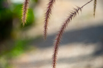 pennisetum purpureum are often used as food supplements.ennisetum purpureum rarely lasting 1 or 2 ye