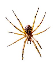 spread spider on the web
