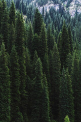Wall Mural - landscape with a beautiful fir spruce forests in the Tien Shan mountains in Kazakhstan in summer. Top view from a drone