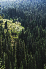Wall Mural - landscape with a beautiful fir spruce forests in the Tien Shan mountains in Kazakhstan in summer. Top view from a drone