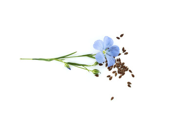 Wall Mural - Common flax flowers, stalks and seeds isolated on white