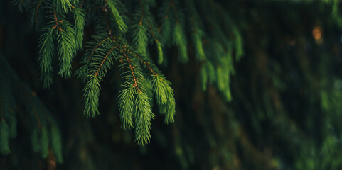 Wall Mural - a close-up of a young fir tree branch in the summer.