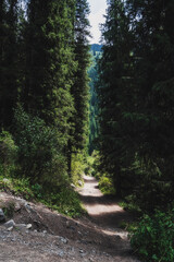 Wall Mural - landscape with a beautiful fir spruce forests in Tien Shan mountains in Kazakhstan in summer