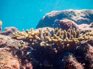 美しいテーブルサンゴと可愛いナンヨウハギ（ニザダイ科）の幼魚とソラスズメダイ（スズメダイ科）他の群れ。

日本国静岡県伊豆半島賀茂郡南伊豆町中木から渡し船で渡るヒリゾ浜にて。
2022年9月水中撮影。
juvenile Palette surgeonfish (Fragtail surgeonfish), Heavenly Damselfish (Pomacentrus coelestis) an