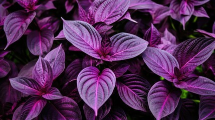 Poster - plant purple foliage