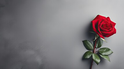 Poster - rose gray backgrounds