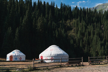Wall Mural - traditional Asian nomadic white yurts near the forest in summer in the steppes of Kazakhstan