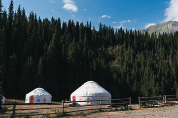 Wall Mural - traditional houses of Asian nomads yurts in a field near a spruce forest in summer in the Tien Shan mountains in Kazakhstan