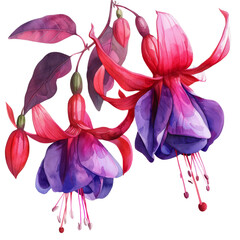 Vibrant watercolor painting of colorful fuchsia flowers in full bloom, detailed and vivid, botanical artwork.