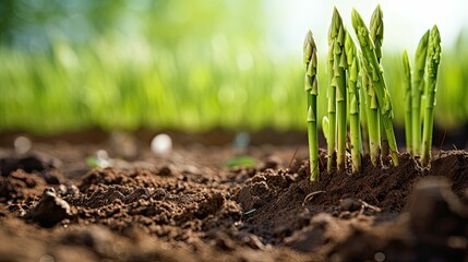 Canvas Print - close soil asparagus green