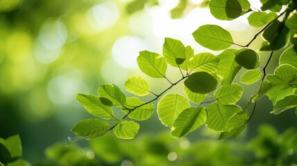 Canvas Print - natural green background light