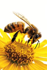 Wall Mural - Bee on yellow flower