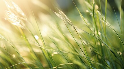 Canvas Print - close sun grass