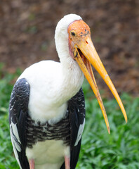 Wall Mural - Portrait of a stork in the zoo