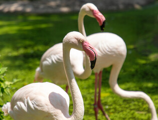 Poster - Pink flamingo birds in the park