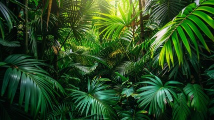 Wall Mural - Lush Tropical Forest