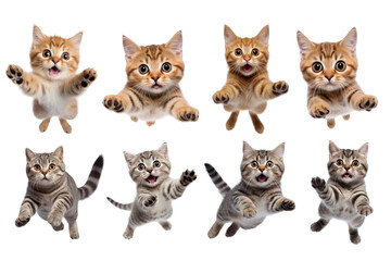 Poster - Jumping cats png on transparent background