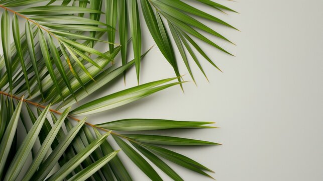 Palm leaves isolated on grey background 