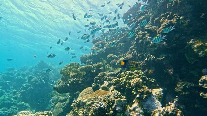 Wall Mural - Underwater Colorful Tropical Coral Reef. Coral Garden Seascape. Slow Motion. Red Sea, Egypt. Underwater World Life. Tropical Underwater Seascape. Reef Coral Scene.