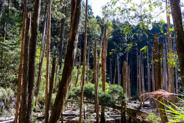 Poster - Forest with the water pond in Shuiyang Forest Taiwan National Park