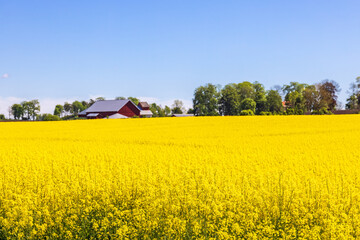 Wall Mural - Red barn by a flowering Rapeseed field