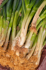 Poster - bunch of fresh green onions