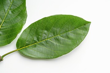 A white background with an isolated green leaf.