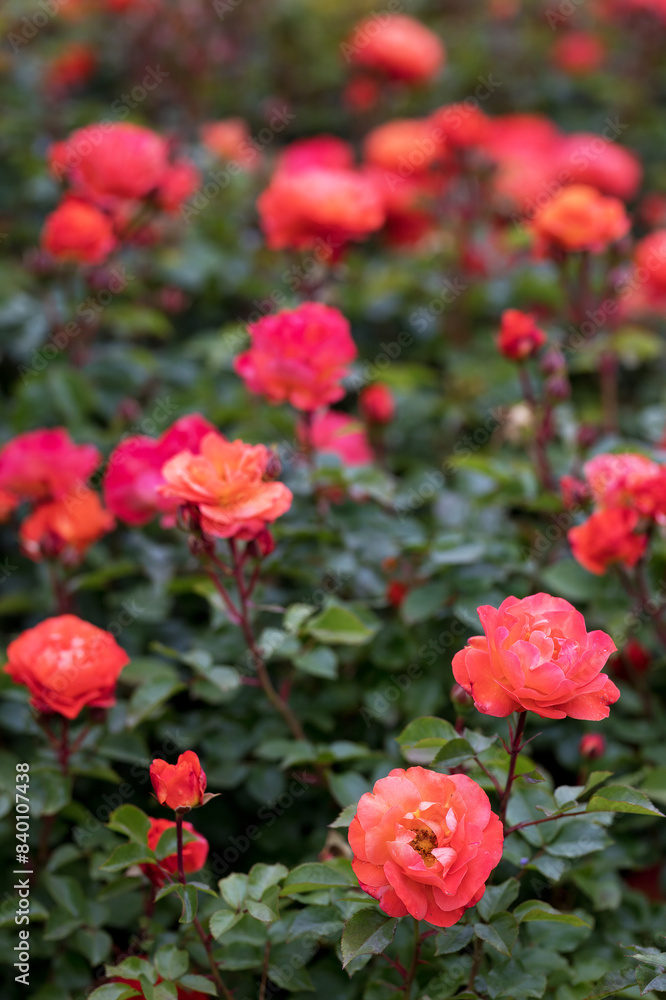 Rosengarten, Rose, Rosen rot, Rosen lila, Rosen, Rosen pink, Blumen ...