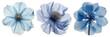 © Rawpixel.com - PNG Real Pressed blue flower  cut out element set