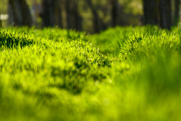 Wall Mural - green grass and a path through a lawn in the forest, sunlight, bright spring landscape, close view and details