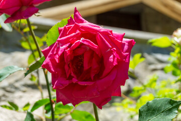 Wall Mural - Beautiful bright red rose on a stem. Useful for a greeting card