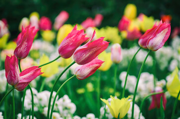 Wall Mural - Red and white tulip flowers