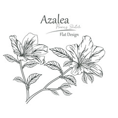 Wall Mural - azalea flower sketch vector illustration.