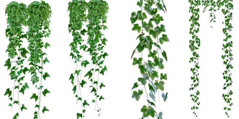 Set of hanging green vines with lush foliage on a transparent background. Different types of trailing plants ideal for garden, decor, or botanical themes.