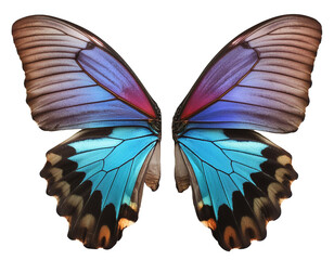 Canvas Print - Butterfly wings isolated on transparent background