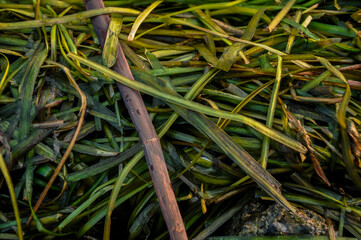 algae in the river