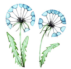 Wall Mural - watercolor drawing, set of wild flowers, dandelion. transparent flowers, x-ray