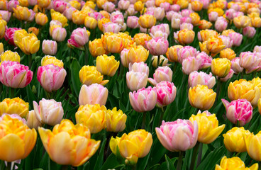 Wall Mural - Tulips flowers blooming in the spring