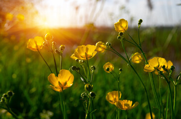 Wall Mural - yellow flowers on a field