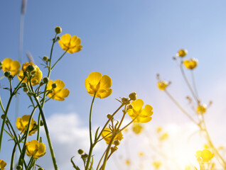 Wall Mural - yellow wildflowers against a background