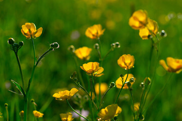 Wall Mural - wild yellow flower on the field