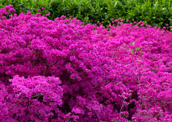 Sticker - Flowers in the park in spring