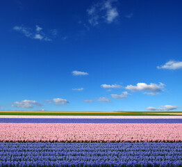 Sticker - Field of hyacinths and white clouds on a blue sky