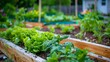© Lakkhana - A community garden where people from various cultures cultivate plants native to their home countries, promoting diversity and cultural exchange.