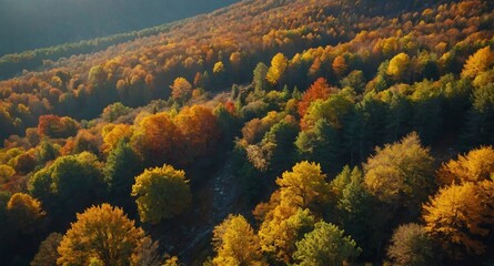 Wall Mural - aerial view hiking trail autumn landscape banner copyspace background