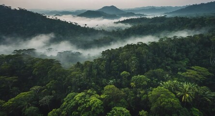 Wall Mural - aerial view jungle forest foggy landscape banner copyspace background