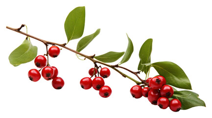 Wall Mural - PNG Mistletoe cherry plant fruit. AI generated Image by rawpixel.